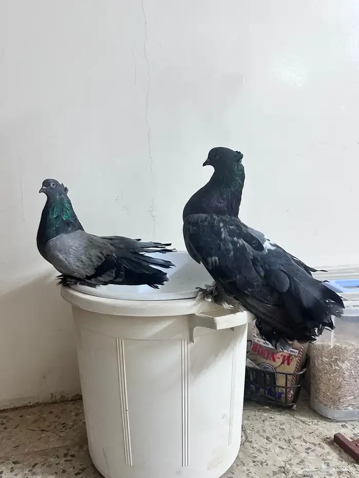حمام رقاص 6