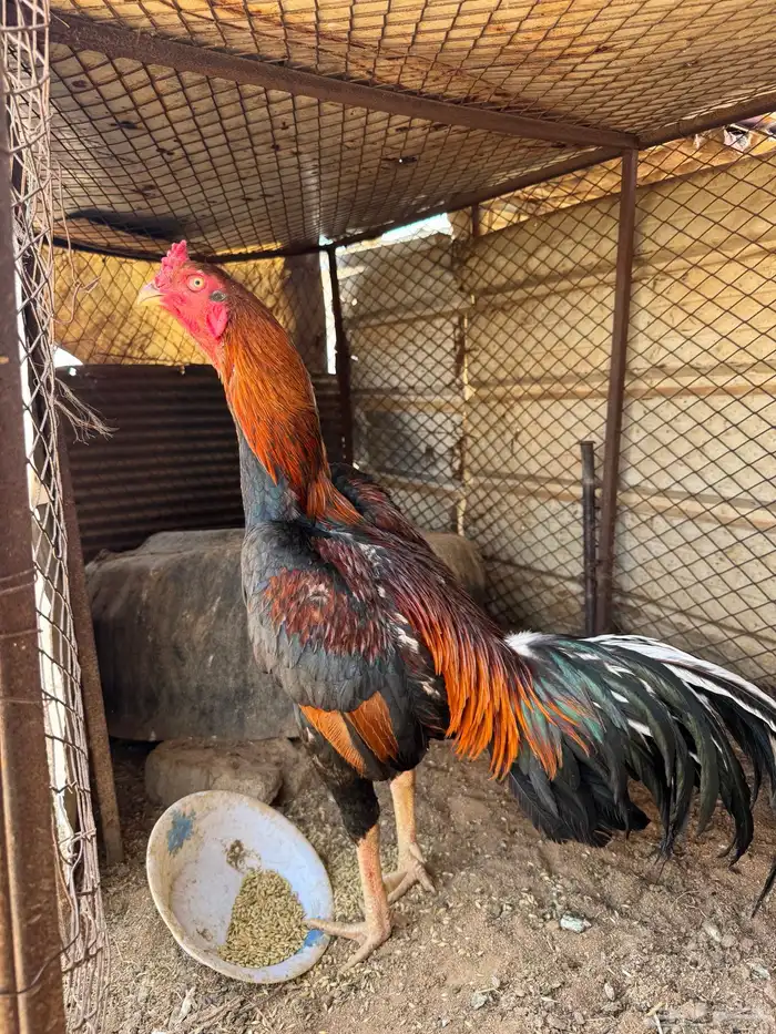 ديك شامو ياباني 5