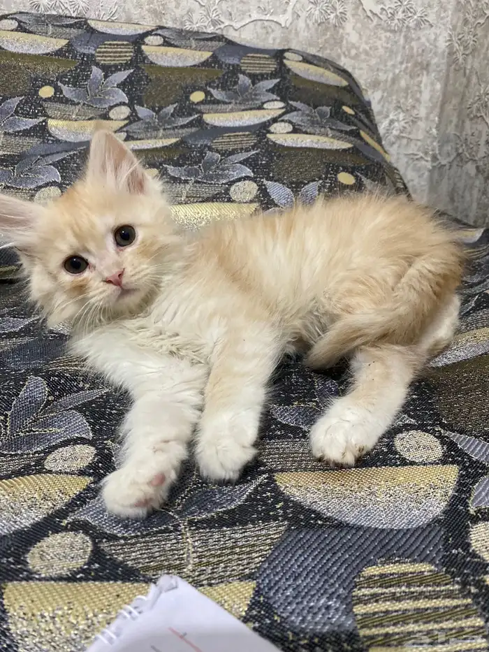 قط ذكر شيرازي عمر شهرين 0