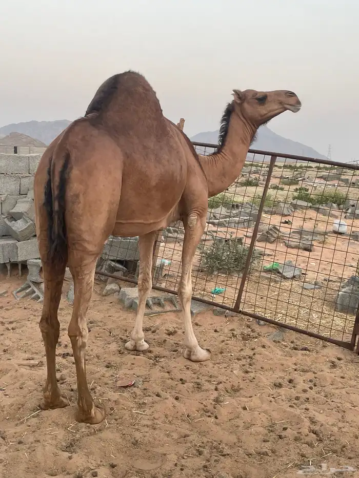 ناقه حمرا ساحليه منوه القناي تم البيع 4