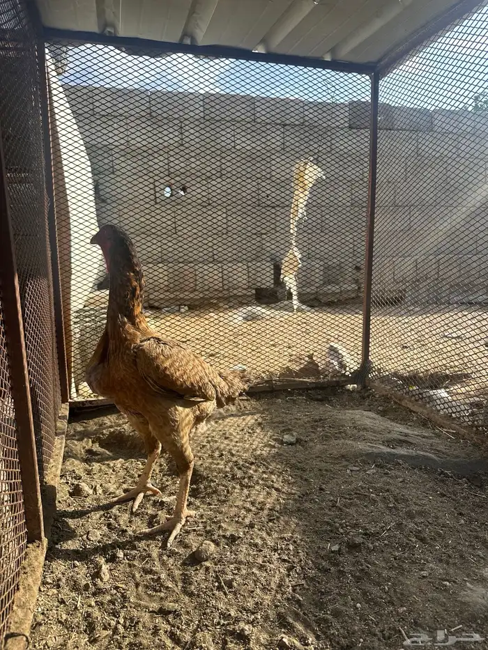 دجاج سندي دم صافي 2