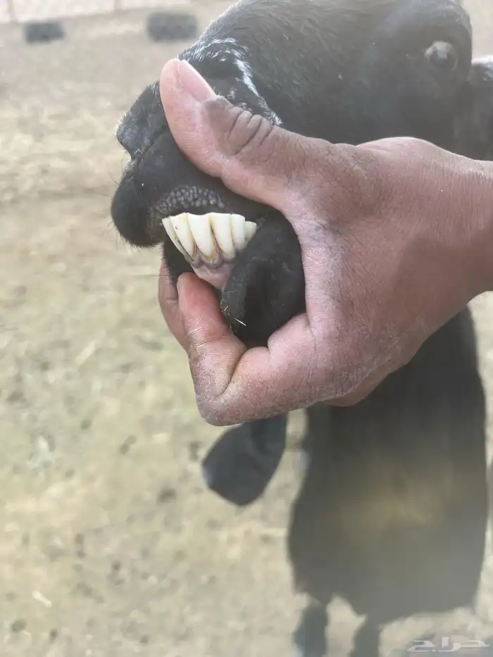 معزا حليب 1