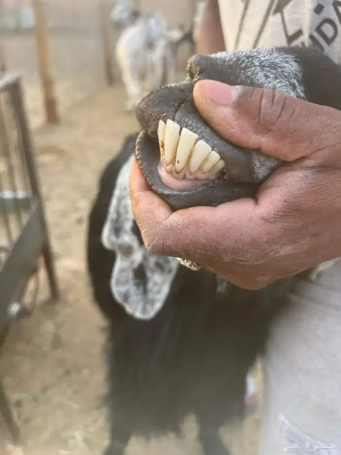 معزا حليب 2
