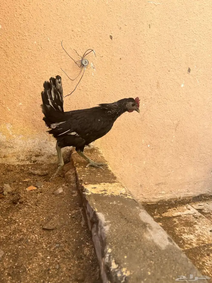 دجاج عربي 11