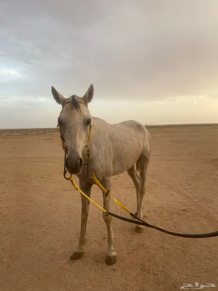 حصصان شعبي طرب 7