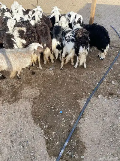 رخال جذع وثنية 1