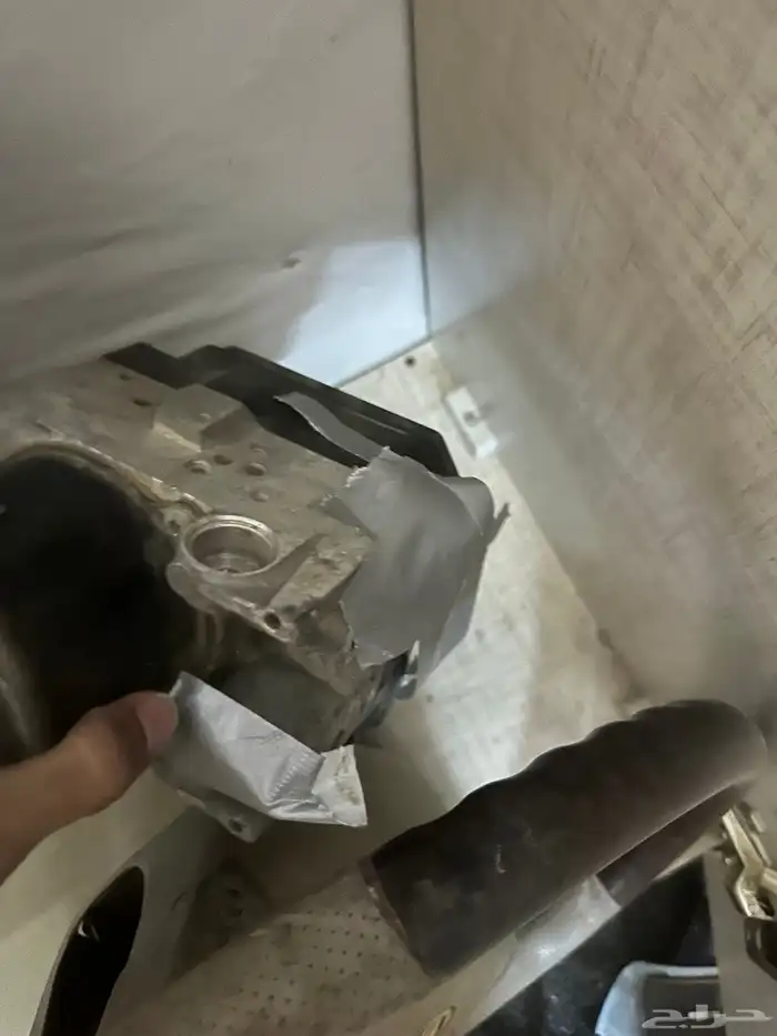 القنفذه 1