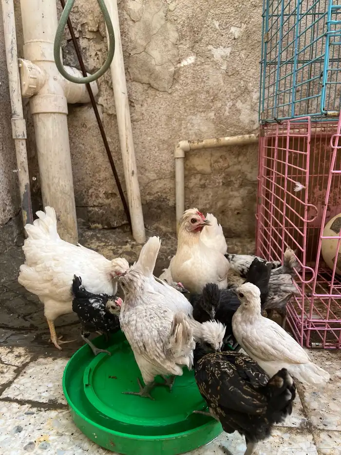 دجاج عربي 21