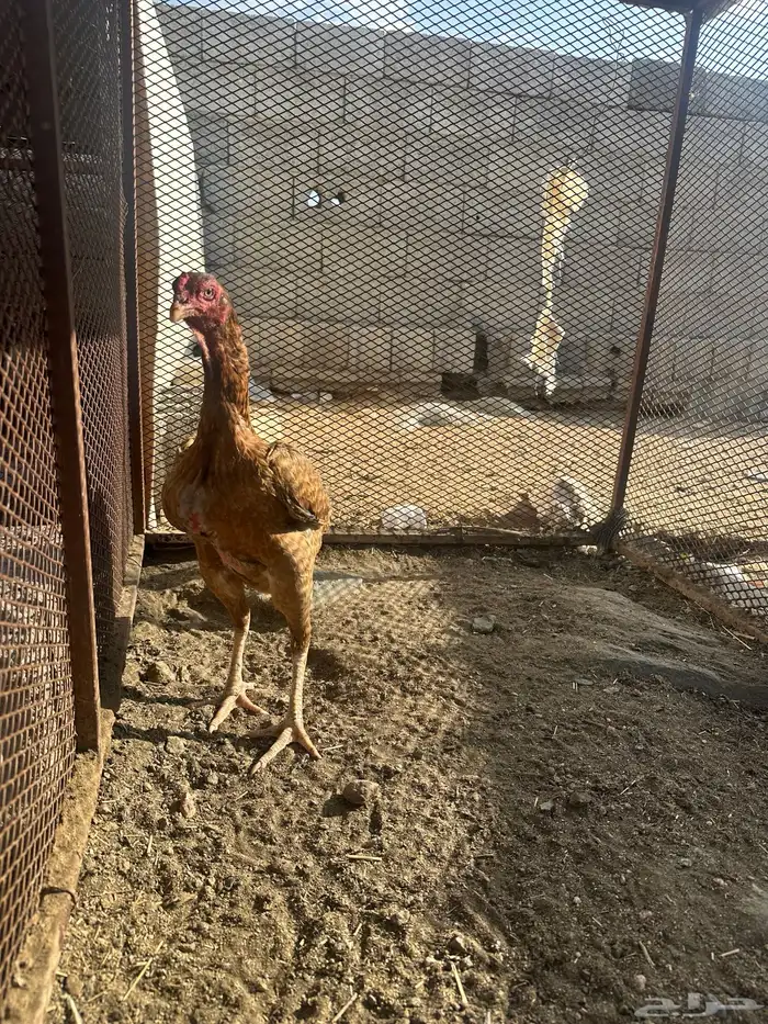 دجاج سندي دم صافي 0