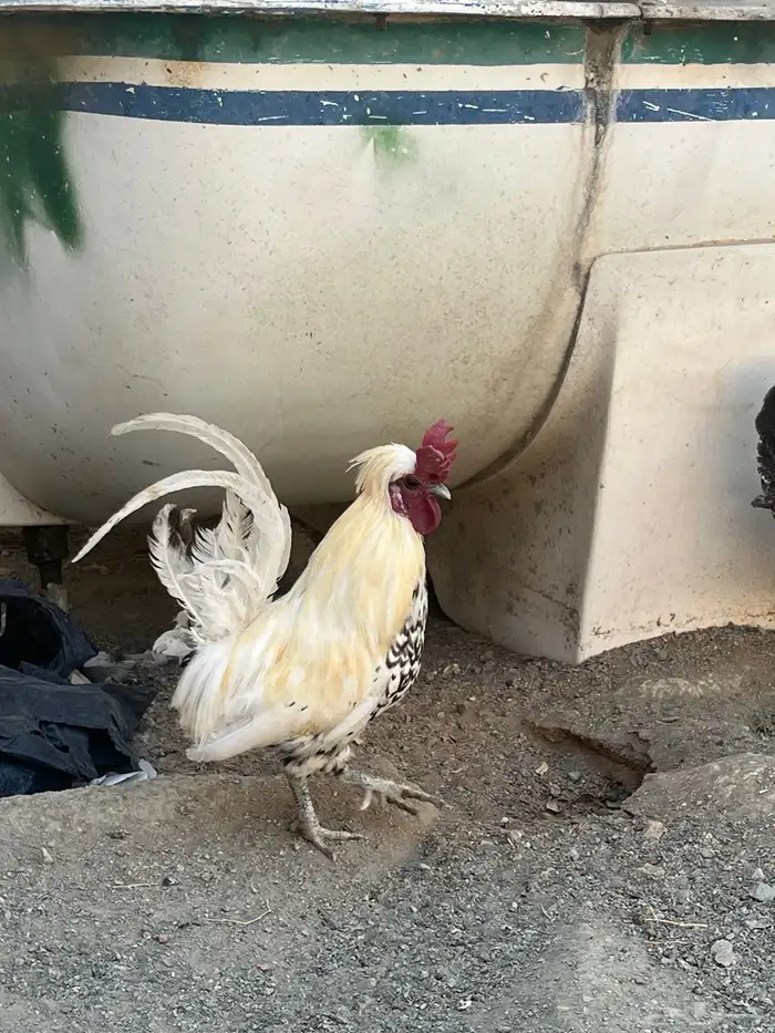 دجاج عربي 6