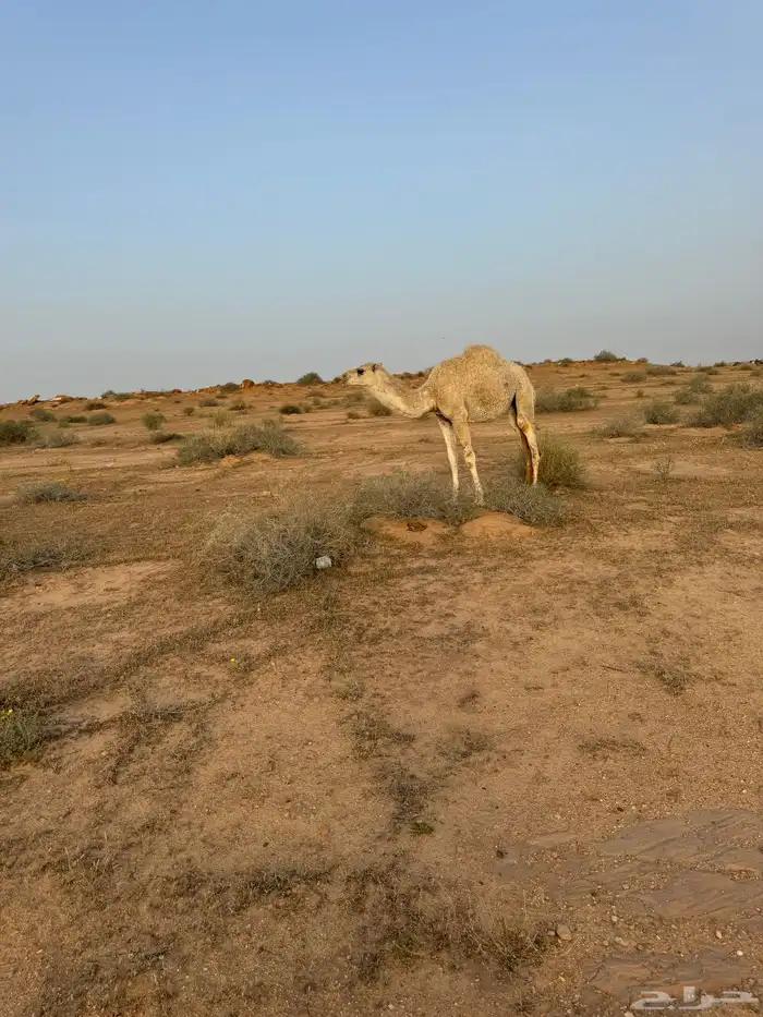 بكره باتليه مفروده 2