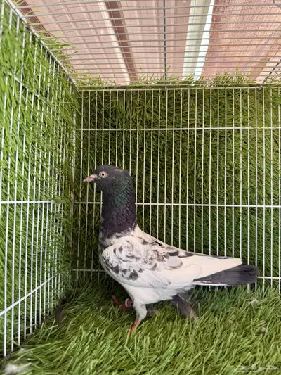 جميع النسول حمام الباكستاني 22