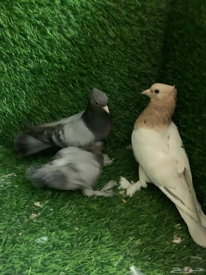 صنعاني 4