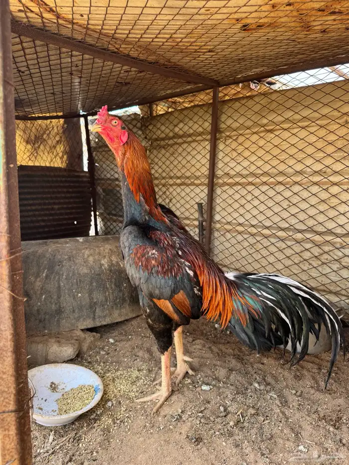 ديك شامو ياباني 3