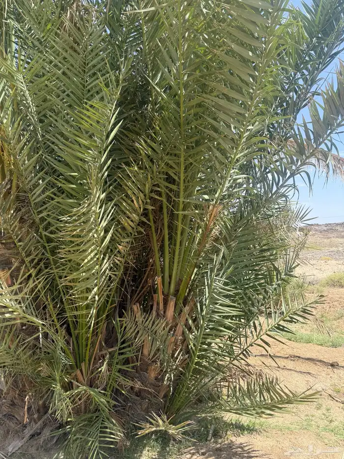 قلايع نخل صغار النوع صفري لوجه الله تعالى 3