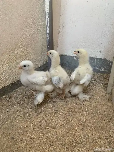 صيصان براهما كولمبي ( تم البيع ) 3