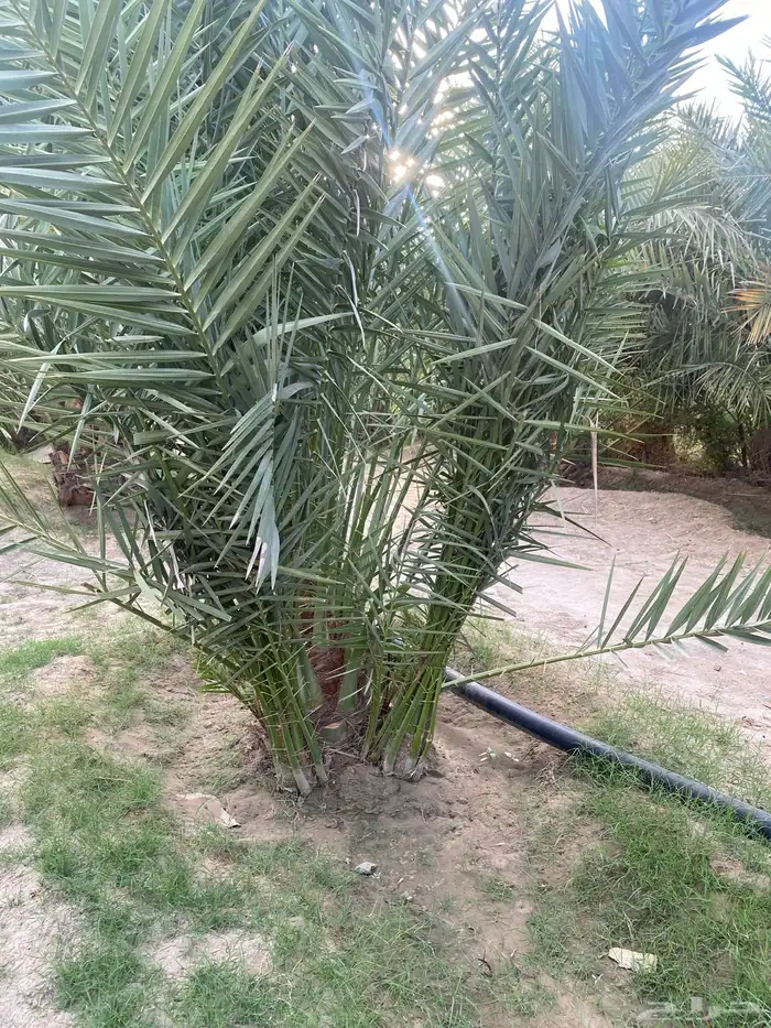 جثيث صفري وشكل متوفر إعداد وتوصيل جميع مناطق الجنوب 3
