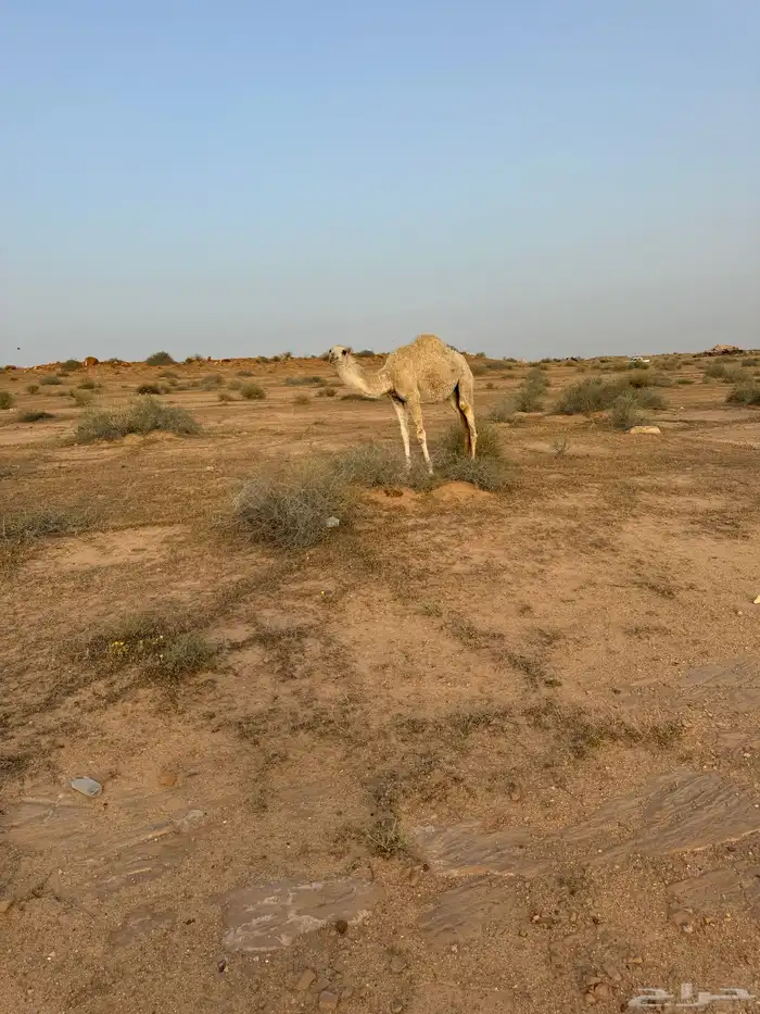 بكره باتليه مفروده 1