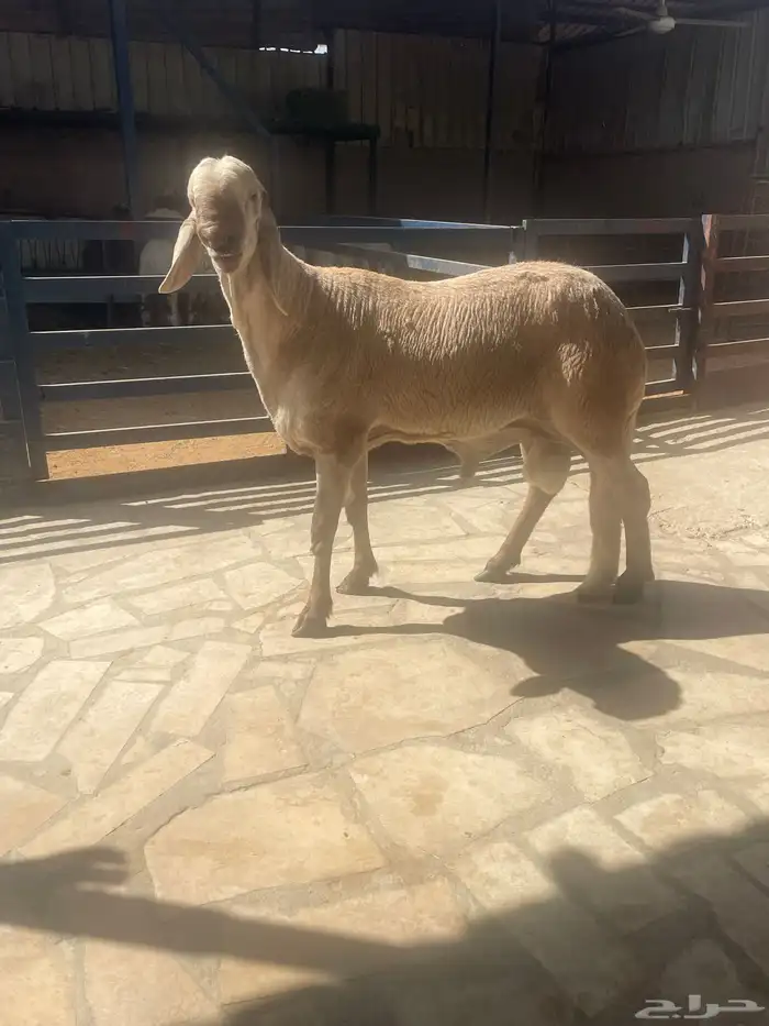 فحل سواكني 2