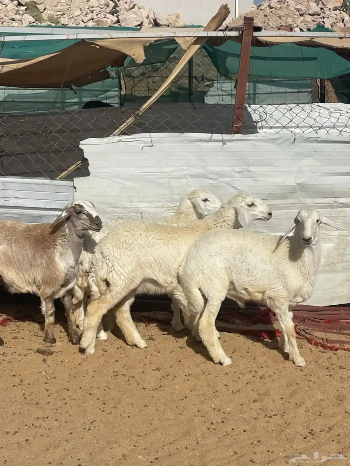 رخال وطلي تضحي شرط 1