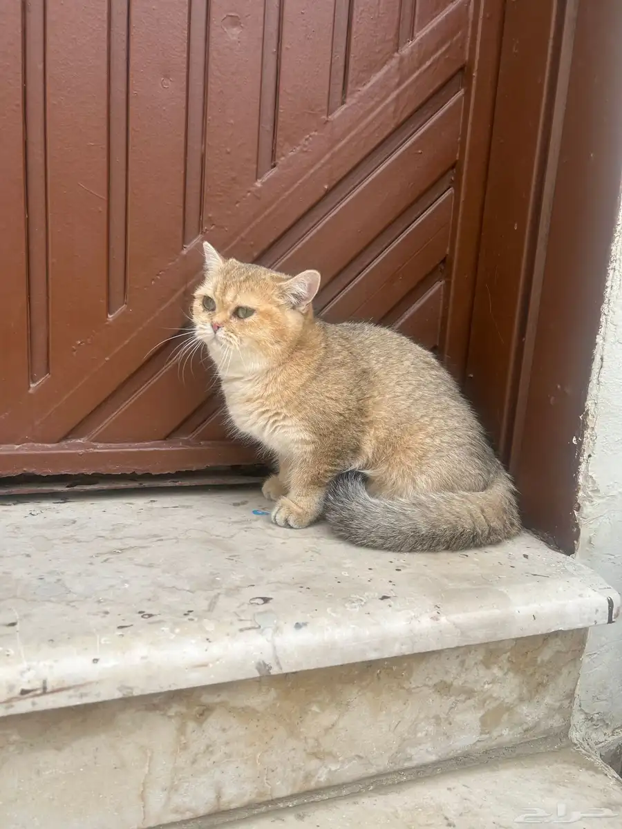 سكوتش استريت 1