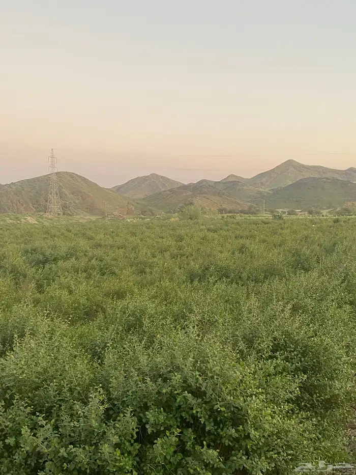 حنا ( ينبع النخل ) من مزرعنا علي الشرط 1
