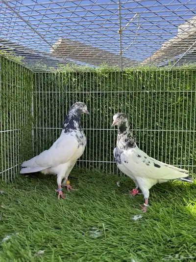 جميع النسول حمام الباكستاني 3