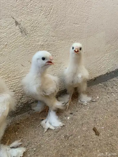 صيصان براهما كولمبي ( تم البيع ) 2