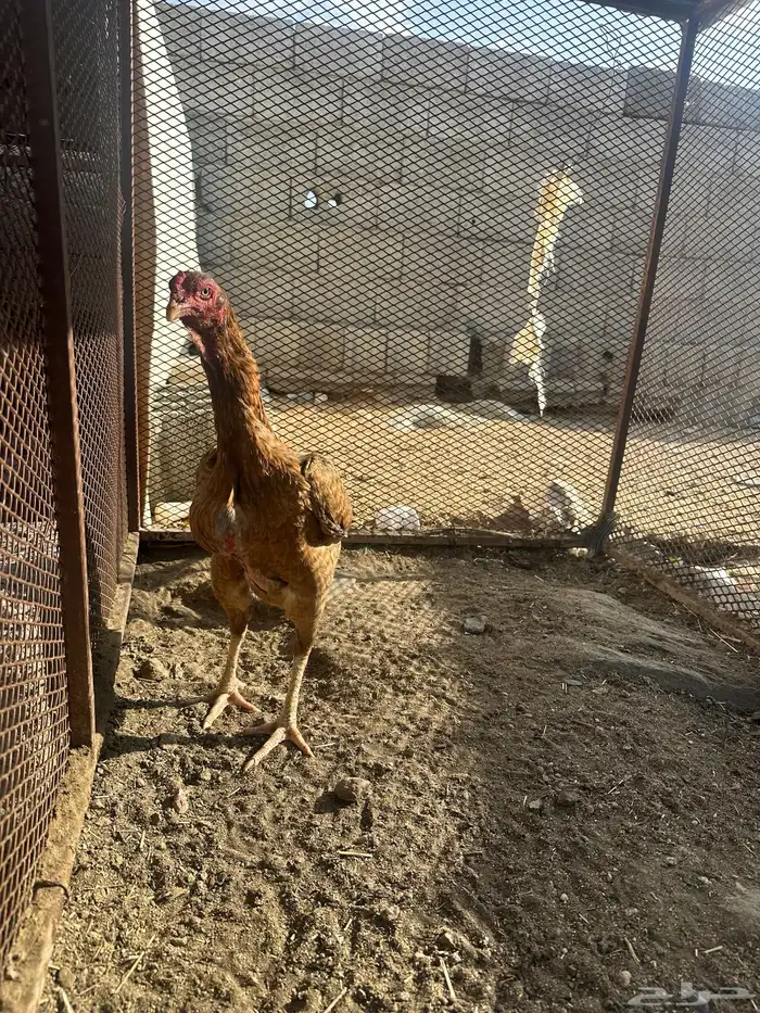 دجاج سندي دم صافي 1