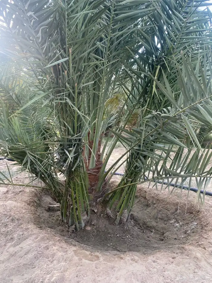 جثيث صفري وشكل متوفر إعداد وتوصيل جميع مناطق الجنوب 1