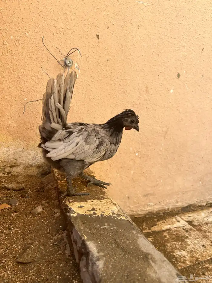 دجاج عربي 12