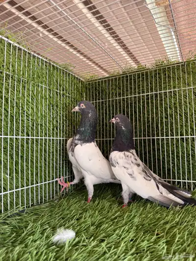 جميع النسول حمام الباكستاني 21