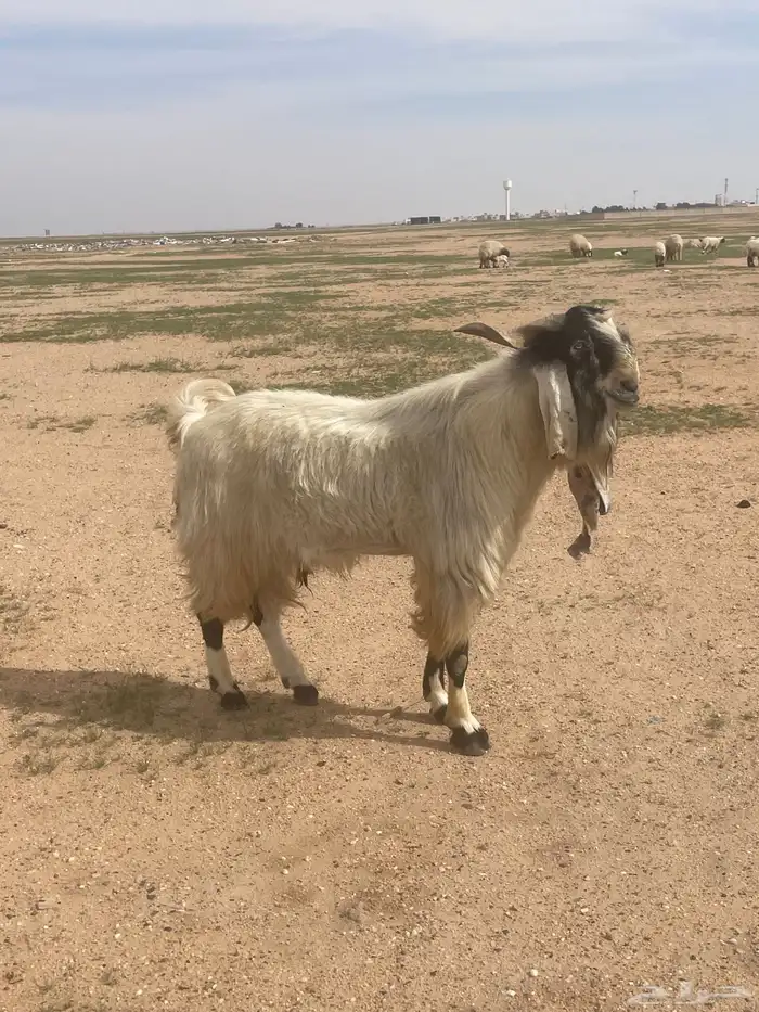 تيس البيع 0