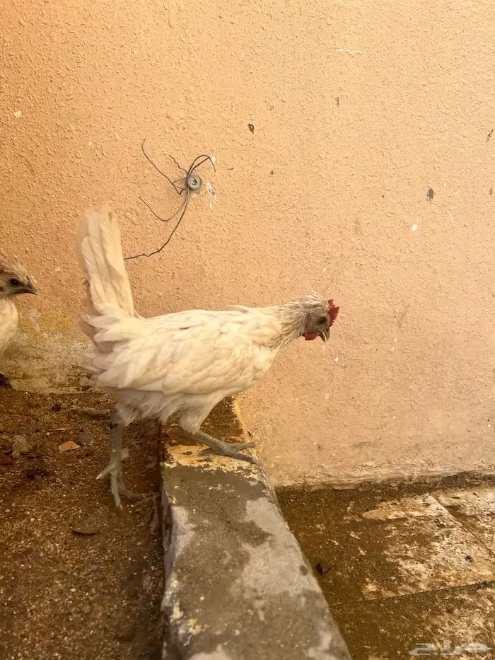 دجاج عربي 7