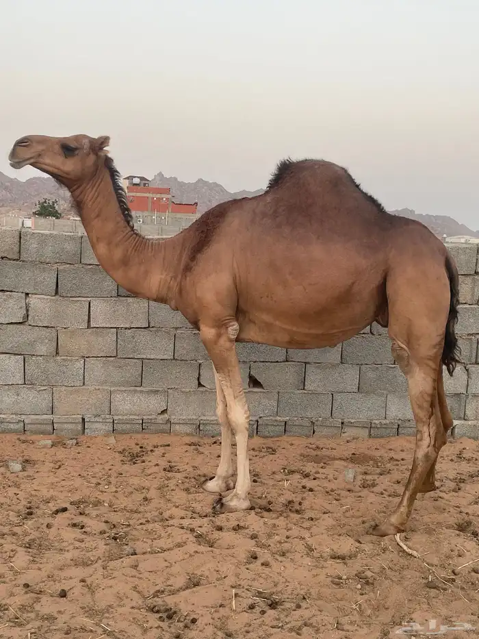 ناقه حمرا ساحليه منوه القناي تم البيع 5