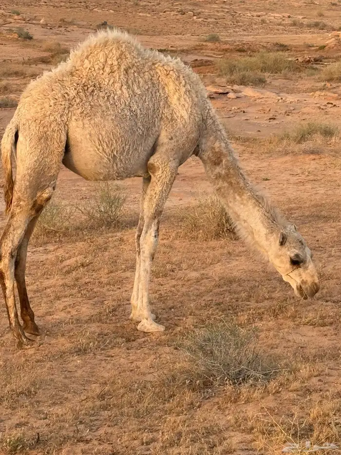 بكره باتليه مفروده 0
