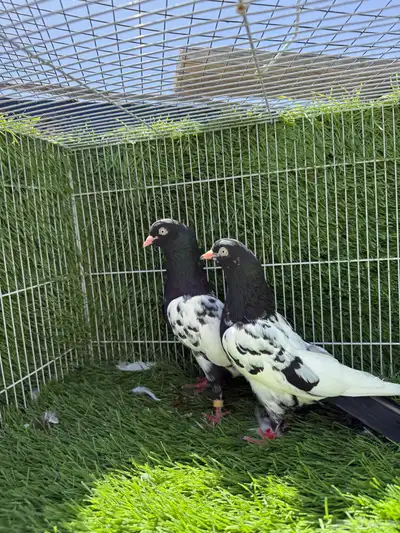 جميع النسول حمام الباكستاني 10