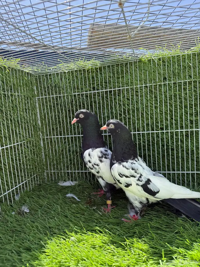 جميع النسول حمام الباكستاني 10