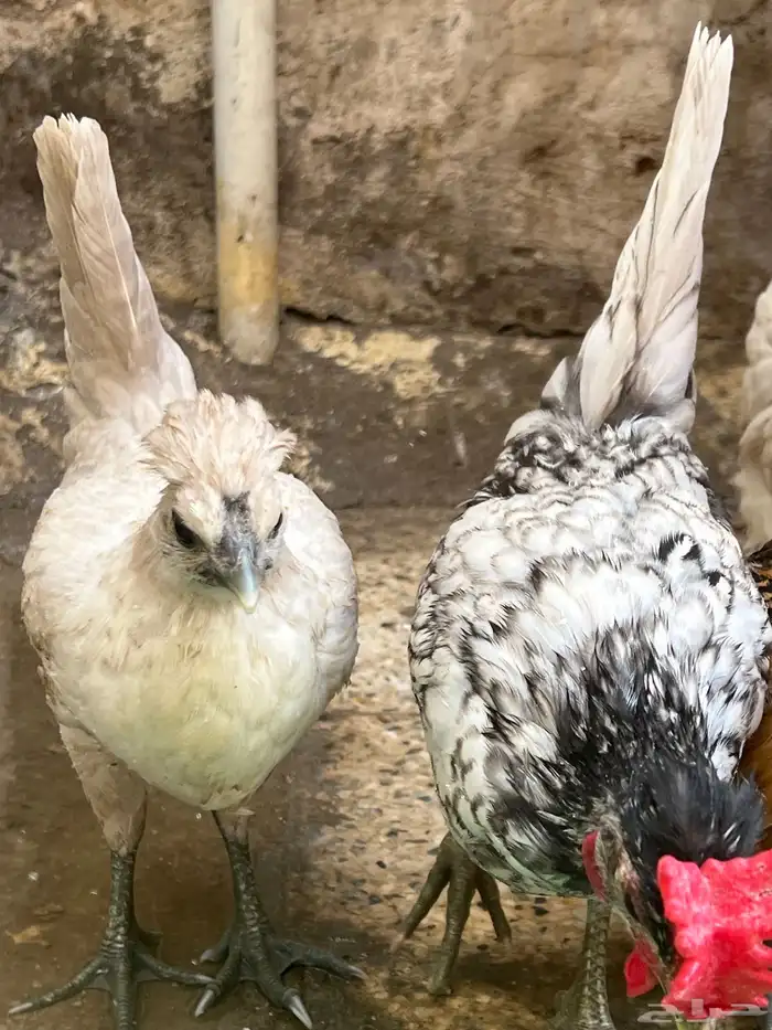 دجاج عربي 18
