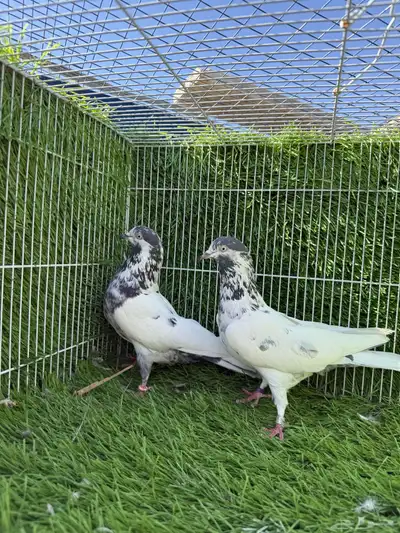 جميع النسول حمام الباكستاني 1