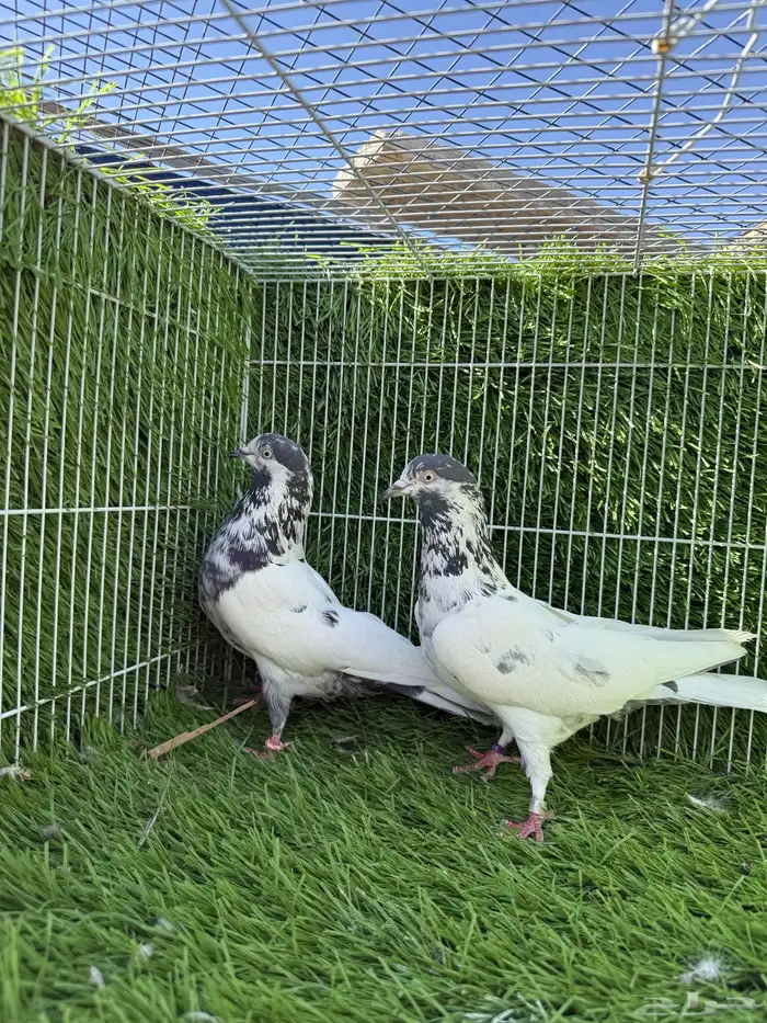 جميع النسول حمام الباكستاني 1