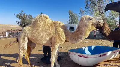 للبيع ناقه حايل 0