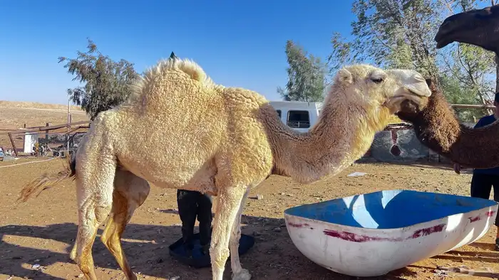 للبيع ناقه حايل 0