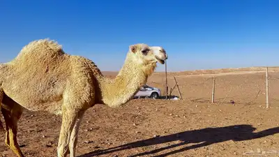 للبيع ناقه حايل 5