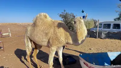 للبيع ناقه حايل 1