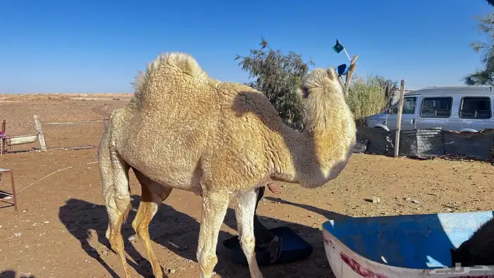 للبيع ناقه حايل 1