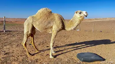 للبيع ناقه حايل 3