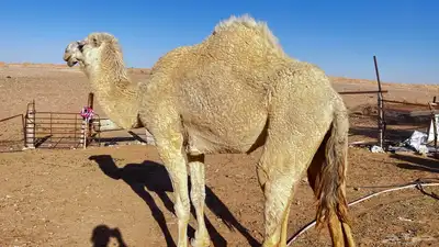 للبيع ناقه حايل 4