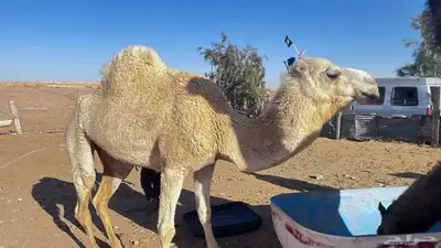 للبيع ناقه حايل 2