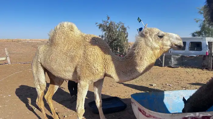 للبيع ناقه حايل 2